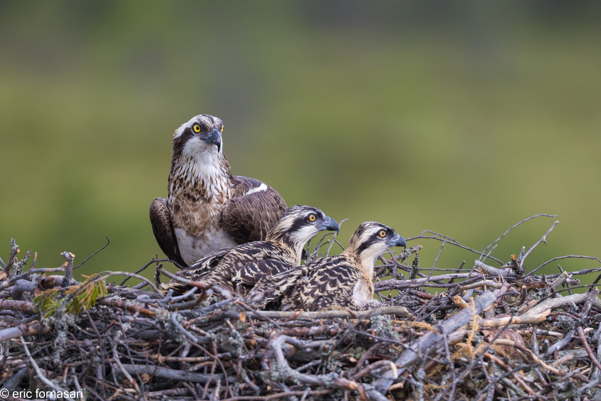 balbuzard-pecheur-15-juillet-2016-67-4.jpg