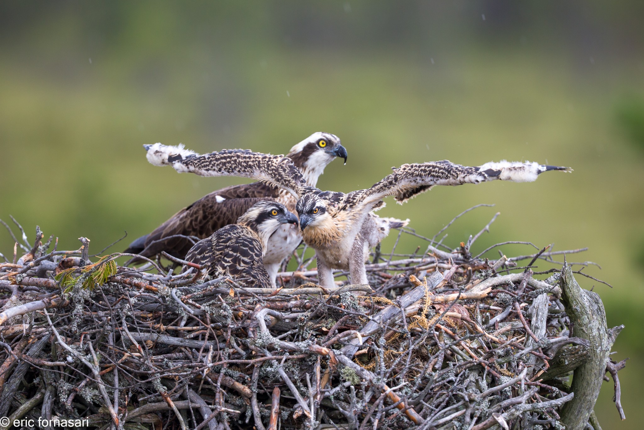 balbuzard-pecheur-15-juillet-2016-71-5.jpg