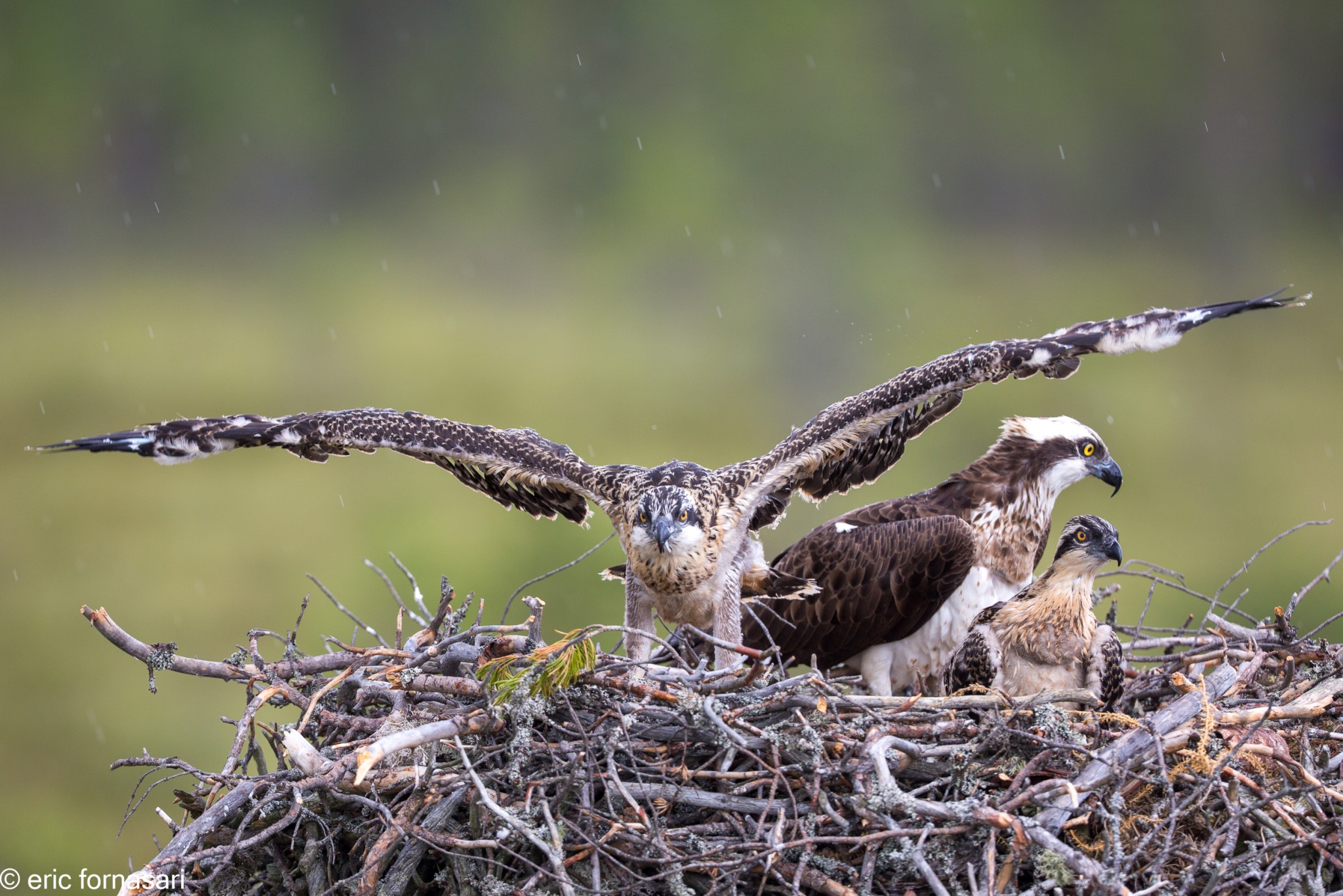 balbuzard-pecheur-15-juillet-2016-72-6.jpg