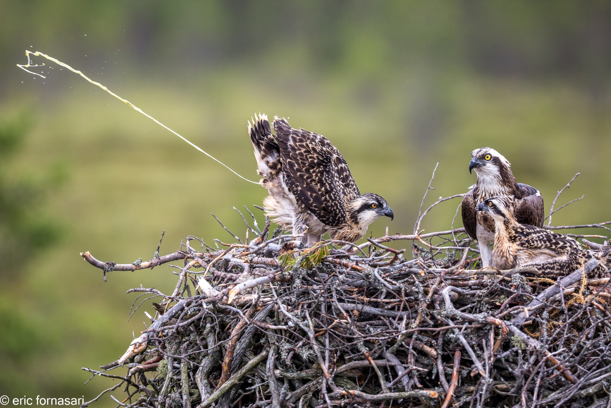 balbuzard-pecheur-15-juillet-2016-98-10.jpg
