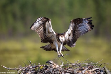 BALBUZARD PECHEUR