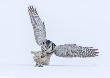 OISEAUX DIVERS