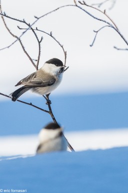 mésange-boréale-26-février-2017-08-8.jpg