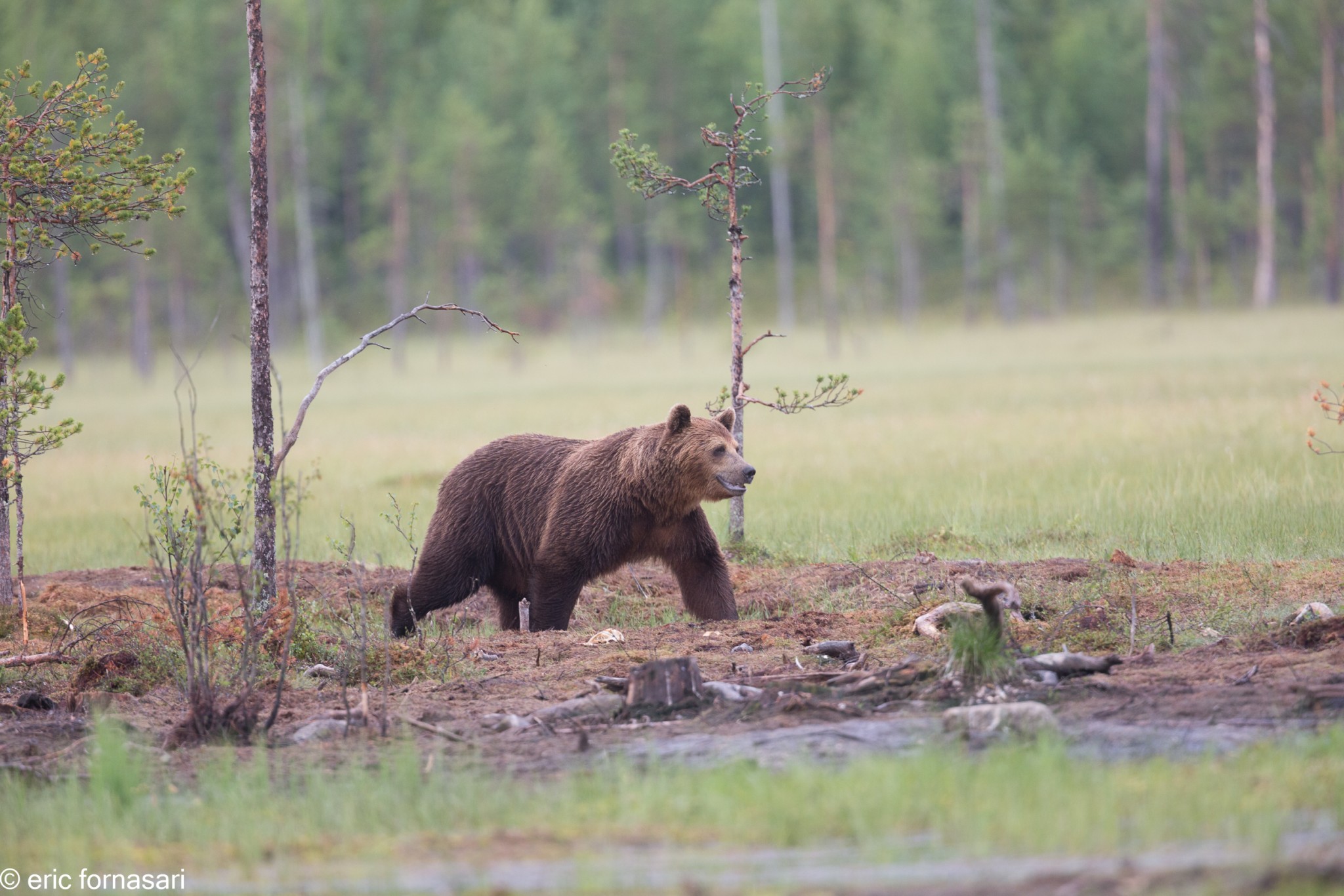 ours-09-juillet-2016-23-1.jpg