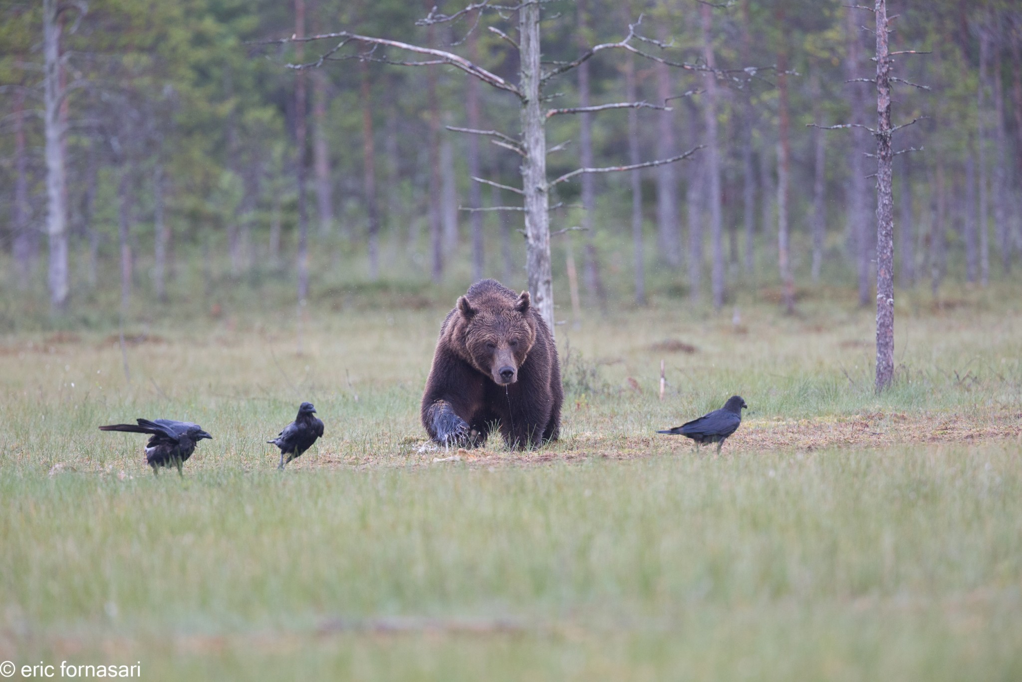 ours-09-juillet-2016-63-2.jpg