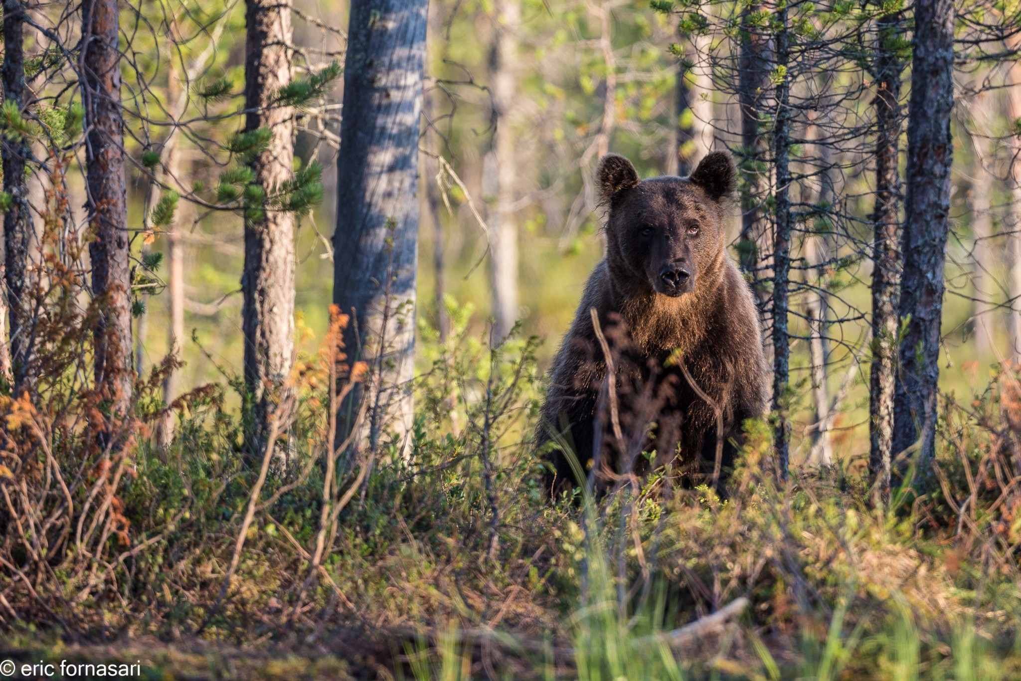 ours-10-juillet-2016-190-7.jpg