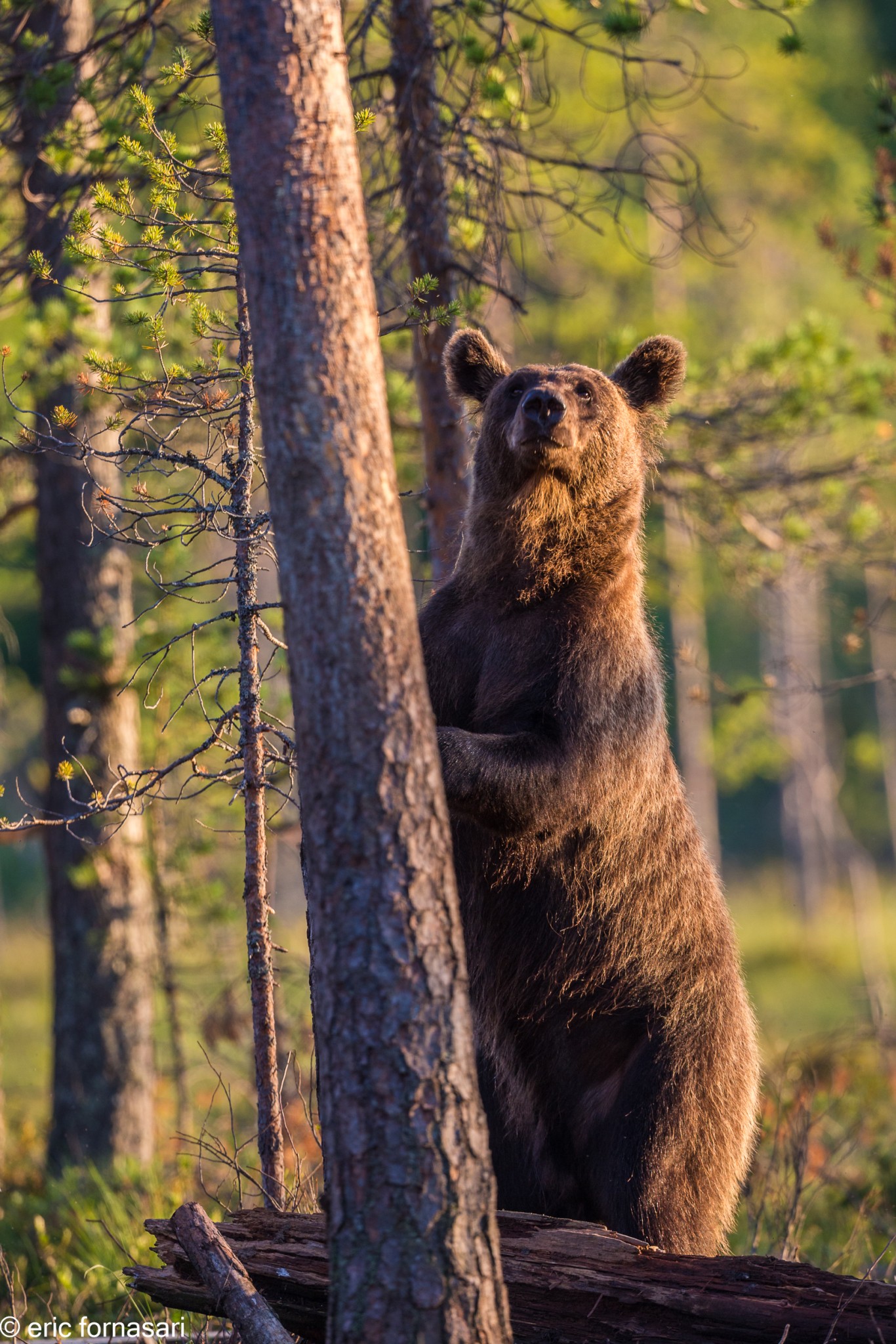 ours-10-juillet-2016-198-8.jpg