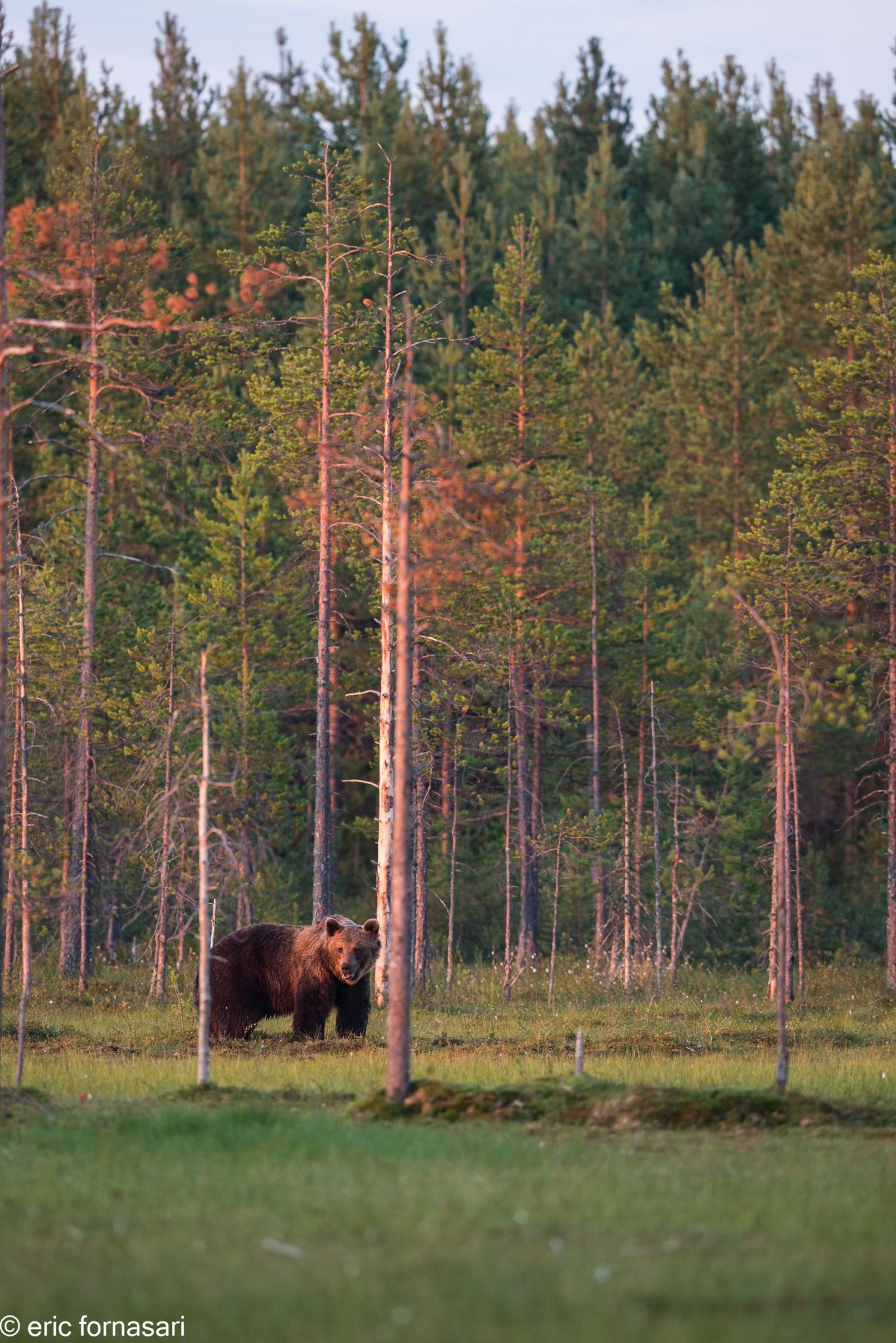 ours-11-juillet-2016-320-12.jpg