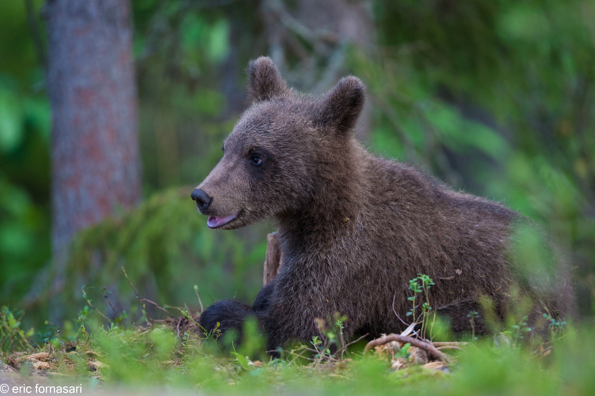 ours-12-juillet-2016-405-16.jpg