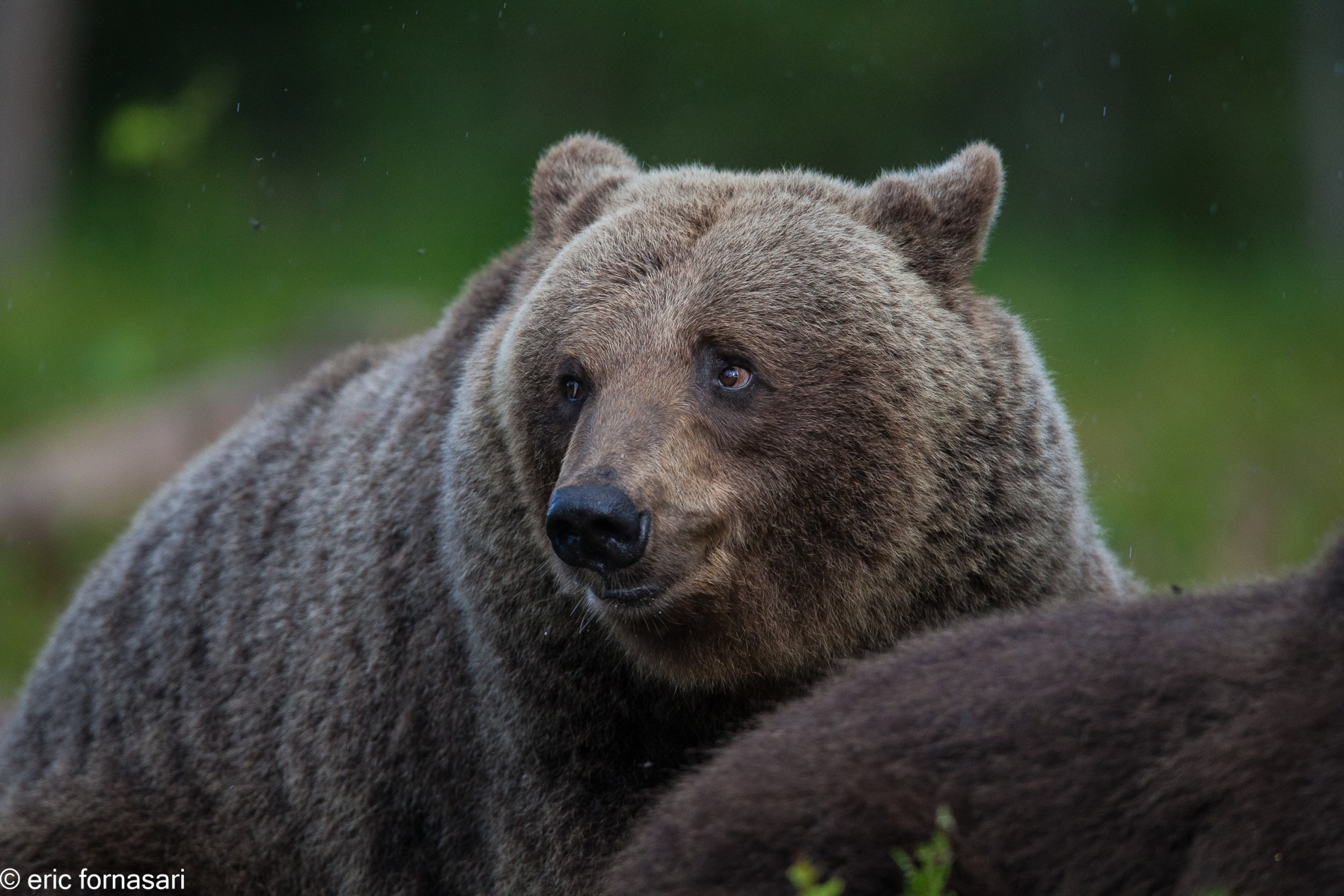 ours-12-juillet-2016-411-17.jpg