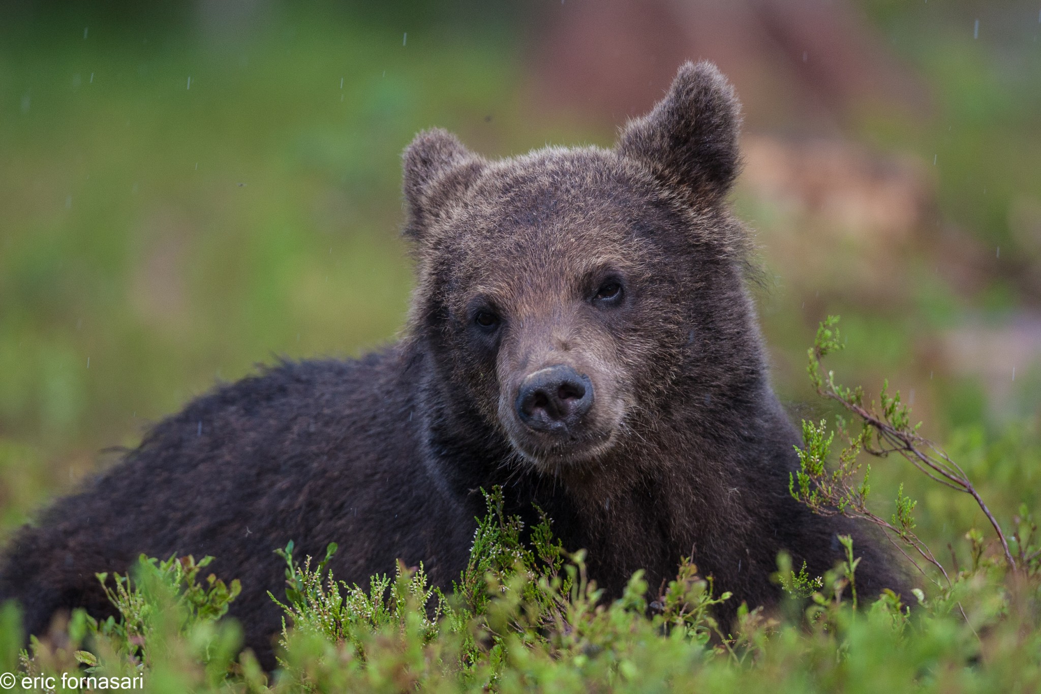 ours-12-juillet-2016-412-18.jpg