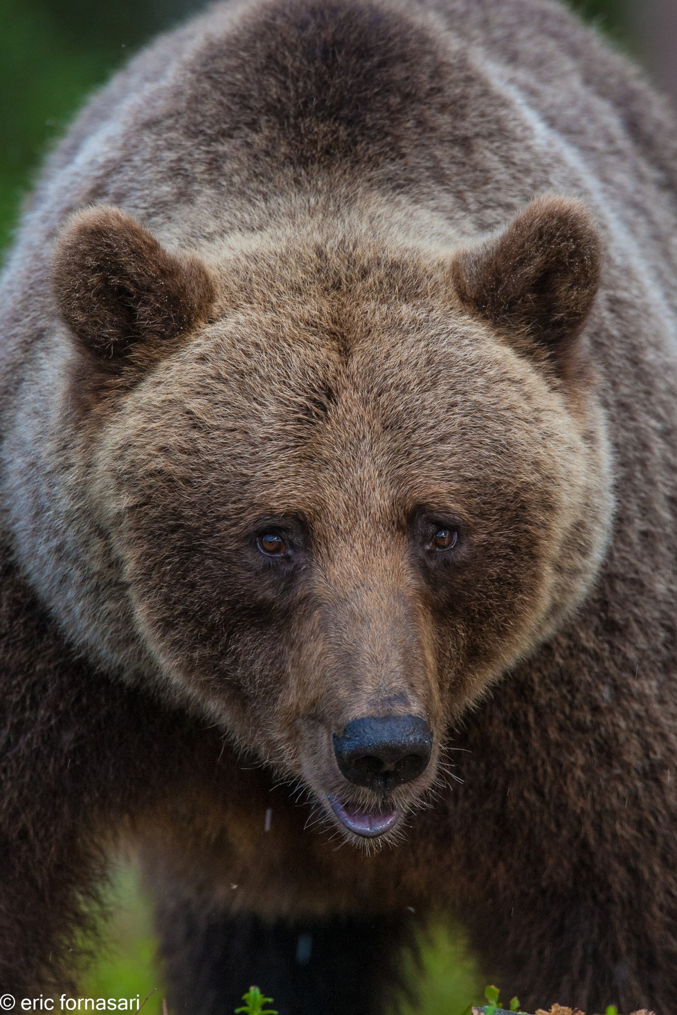 ours-12-juillet-2016-417-19.jpg