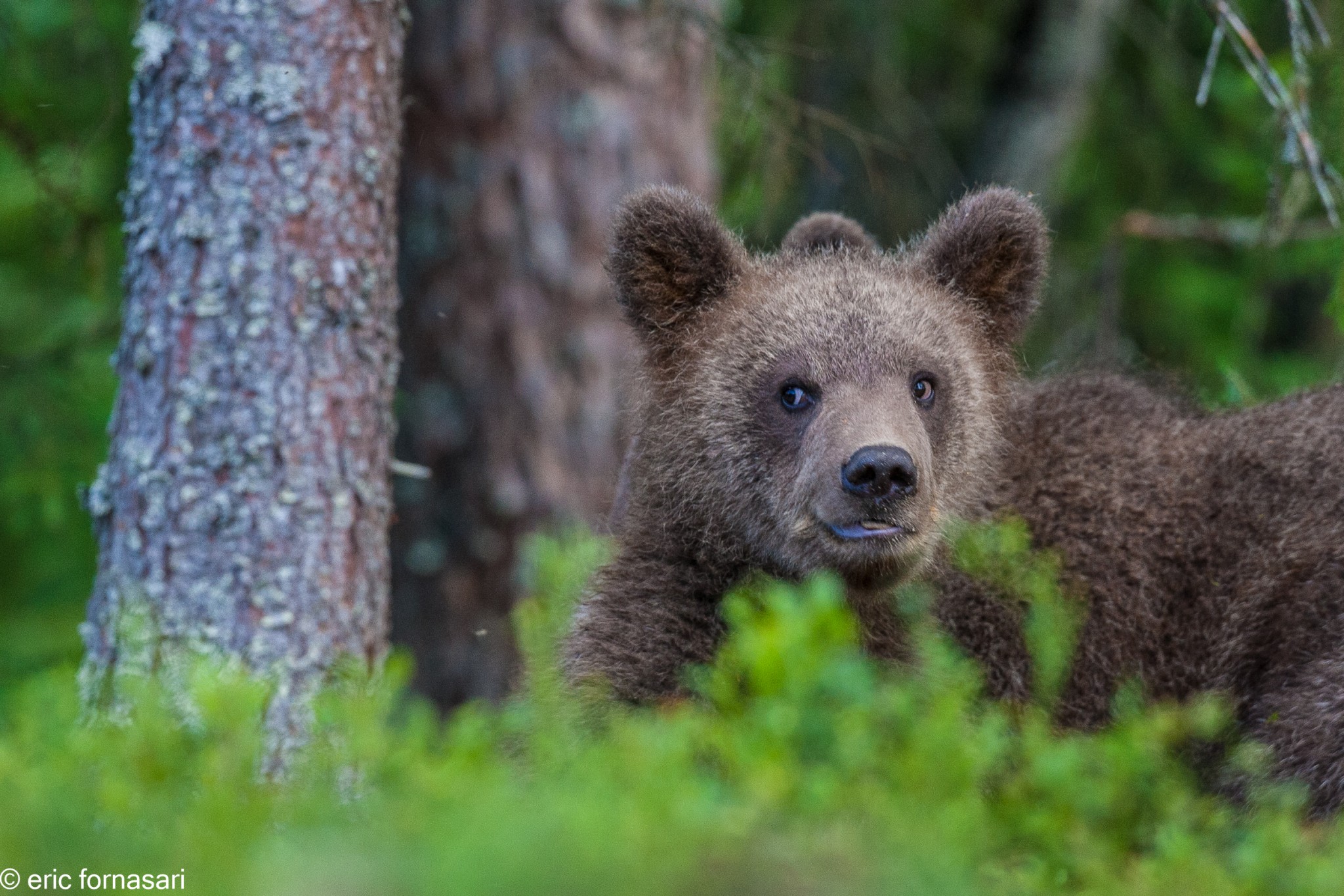 ours-12-juillet-2016-419-20.jpg