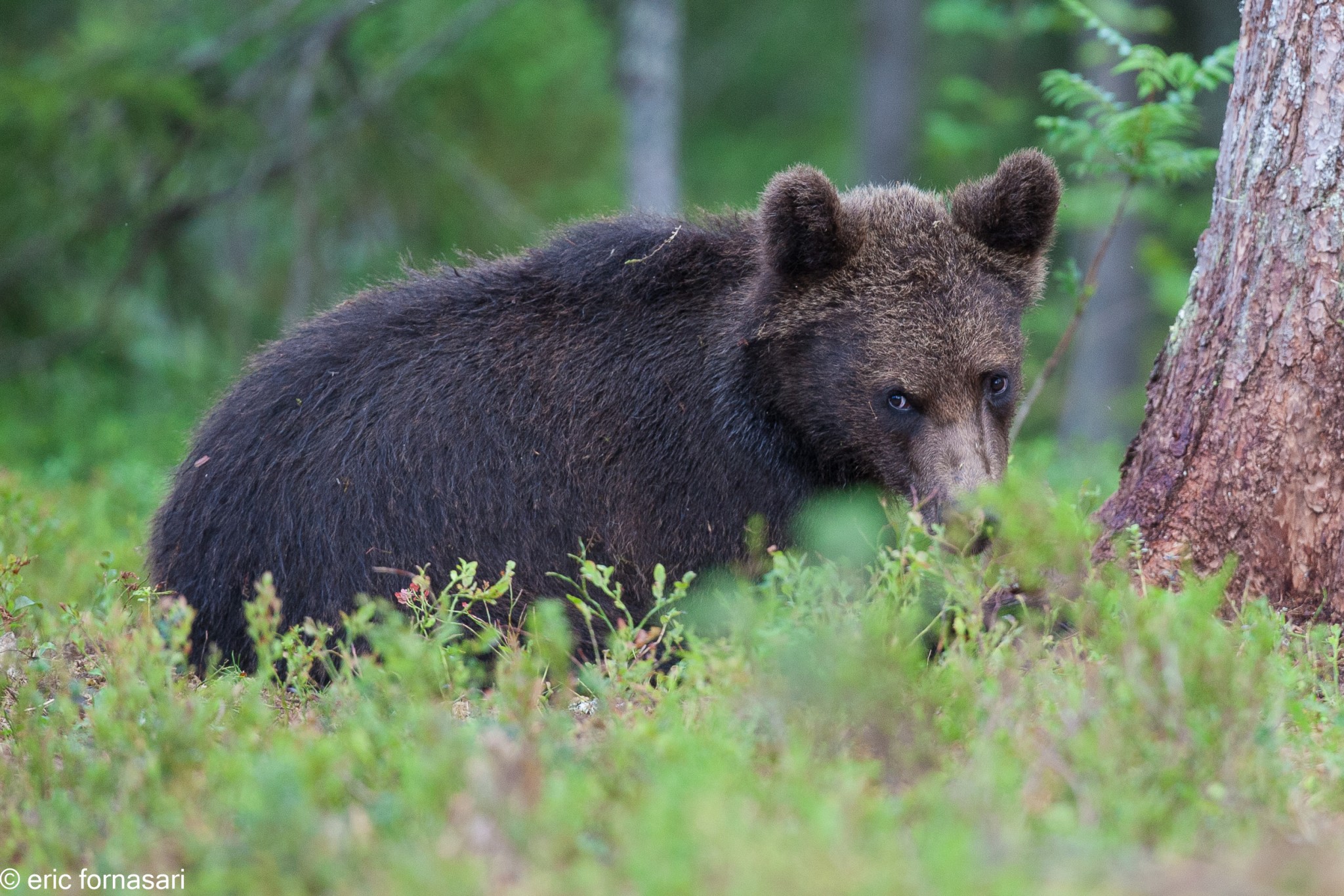 ours-12-juillet-2016-483-22.jpg