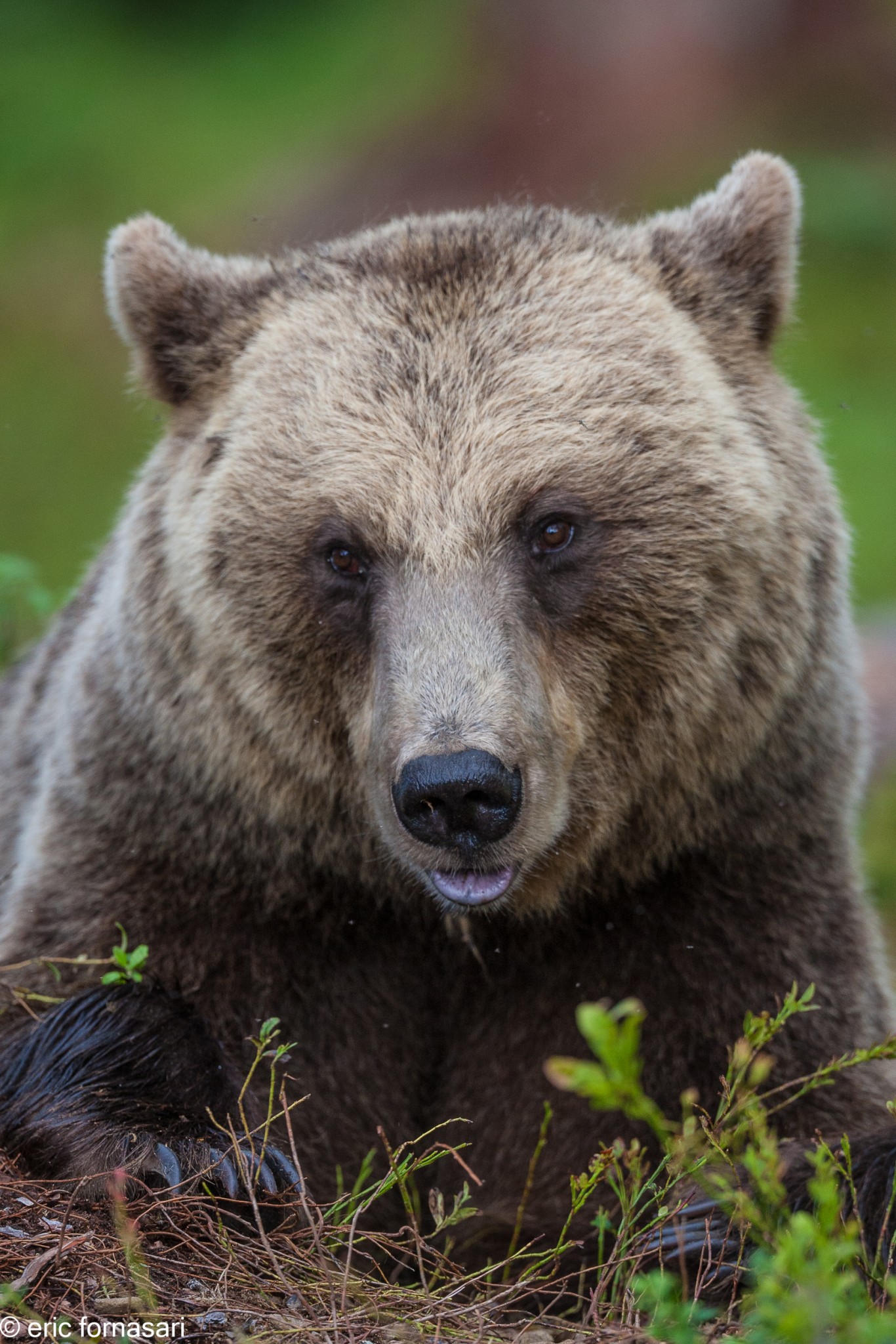 ours-12-juillet-2016-501-23.jpg