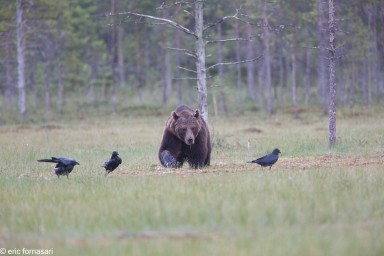 ours-09-juillet-2016-63-2.jpg