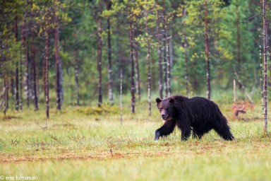 ours-09-juillet-2016-93-4.jpg