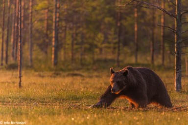 ours-10-juillet-2016-127-5.jpg