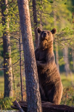 ours-10-juillet-2016-198-8.jpg