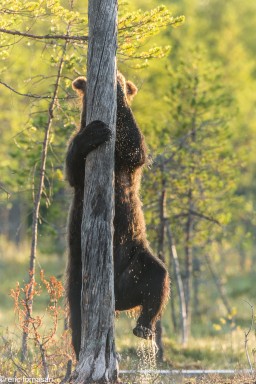 ours-10-juillet-2016-227-9.jpg