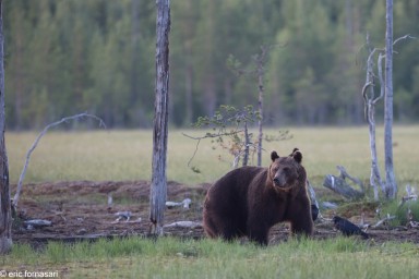 ours-11-juillet-2016-308-11.jpg