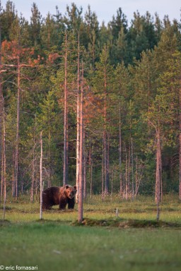 ours-11-juillet-2016-320-12.jpg
