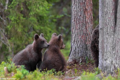 ours-12-juillet-2016-384-15.jpg