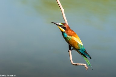 Camargue-2018-20-juin-2018-394.jpg