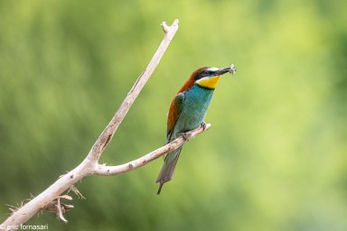 Guêpiers-180-23-mai-2022.jpg