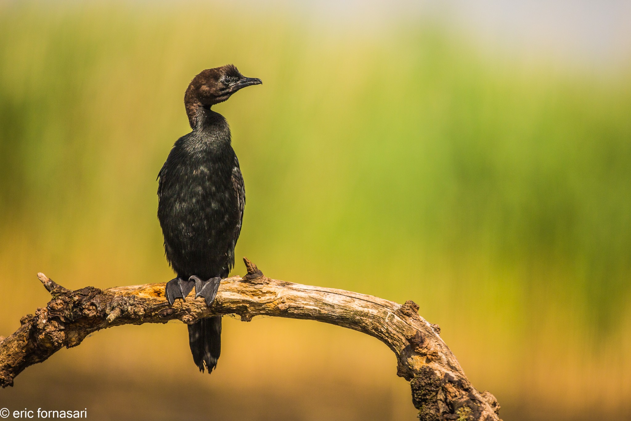 hongrie-etang-cormorans-17-mai-2015-119-48.jpg