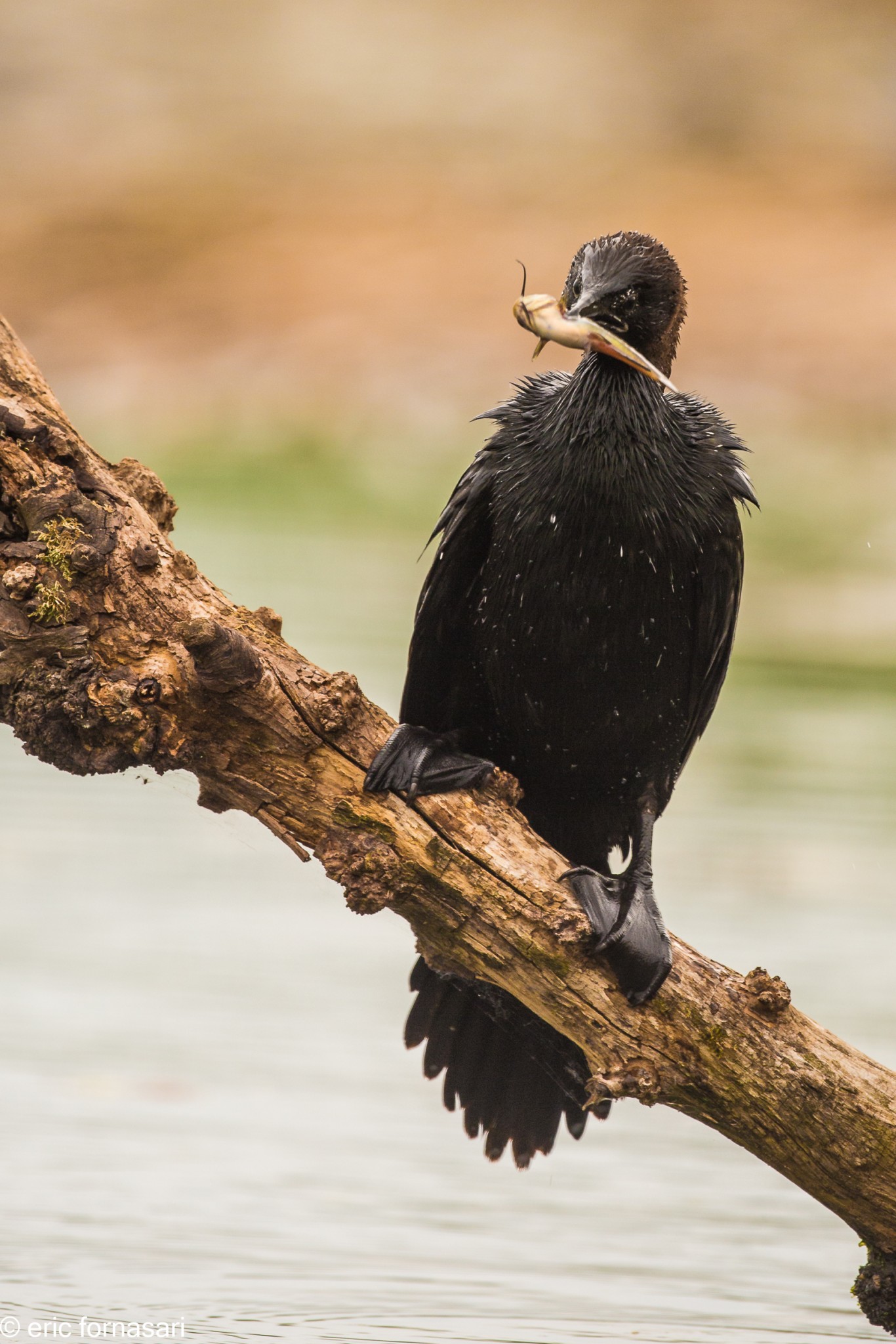 hongrie-etang-cormorans-17-mai-2015-77-44.jpg