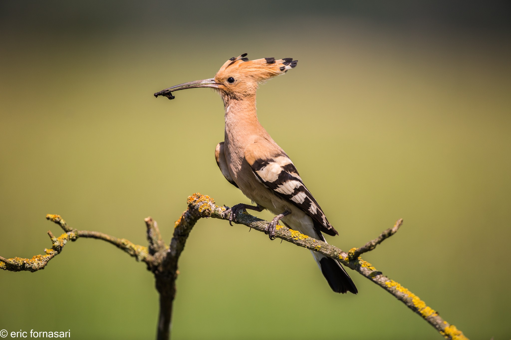 hongrie-hupe-faciès-16-mai-2015-08-39.jpg