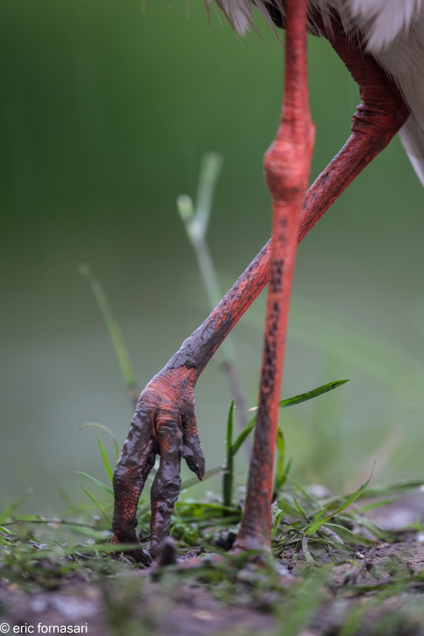 hongrie-spatules-et-autres-14-mai-2015-93-14.jpg