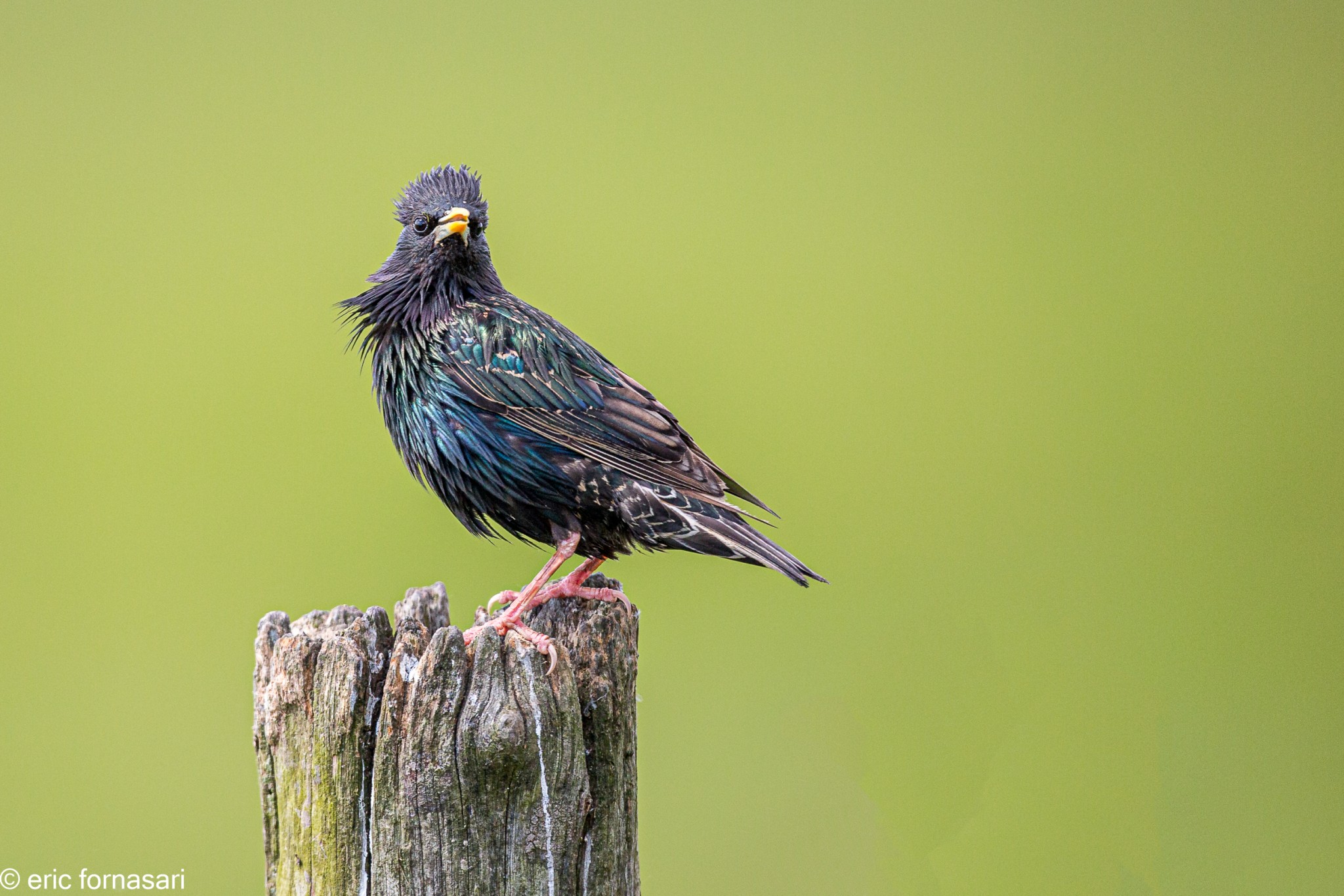 vendee-etourneaux-25-mai-2015-02-Modifier.jpg