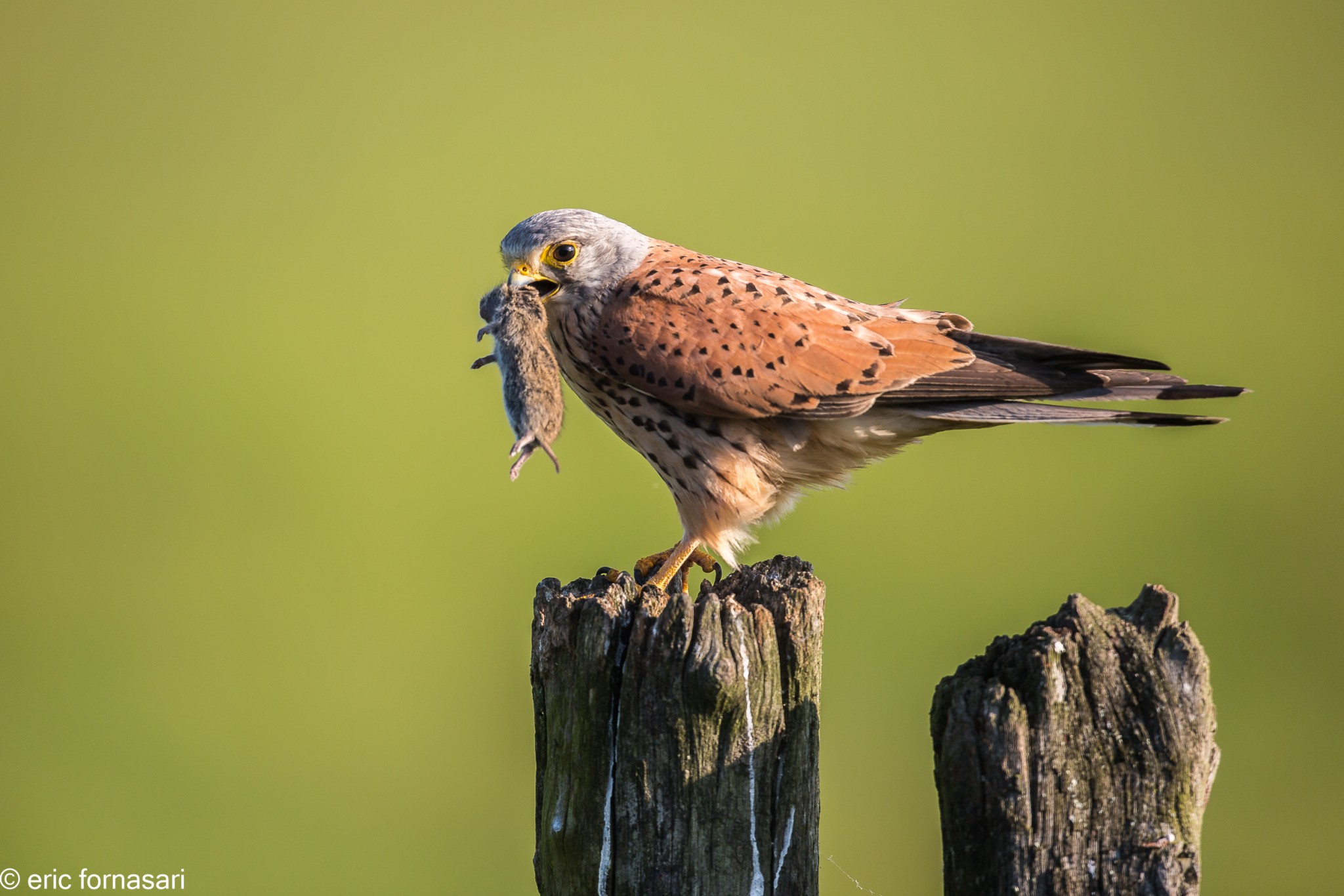 vendee-faucons-crecerelle-24-mai-2015-05.jpg