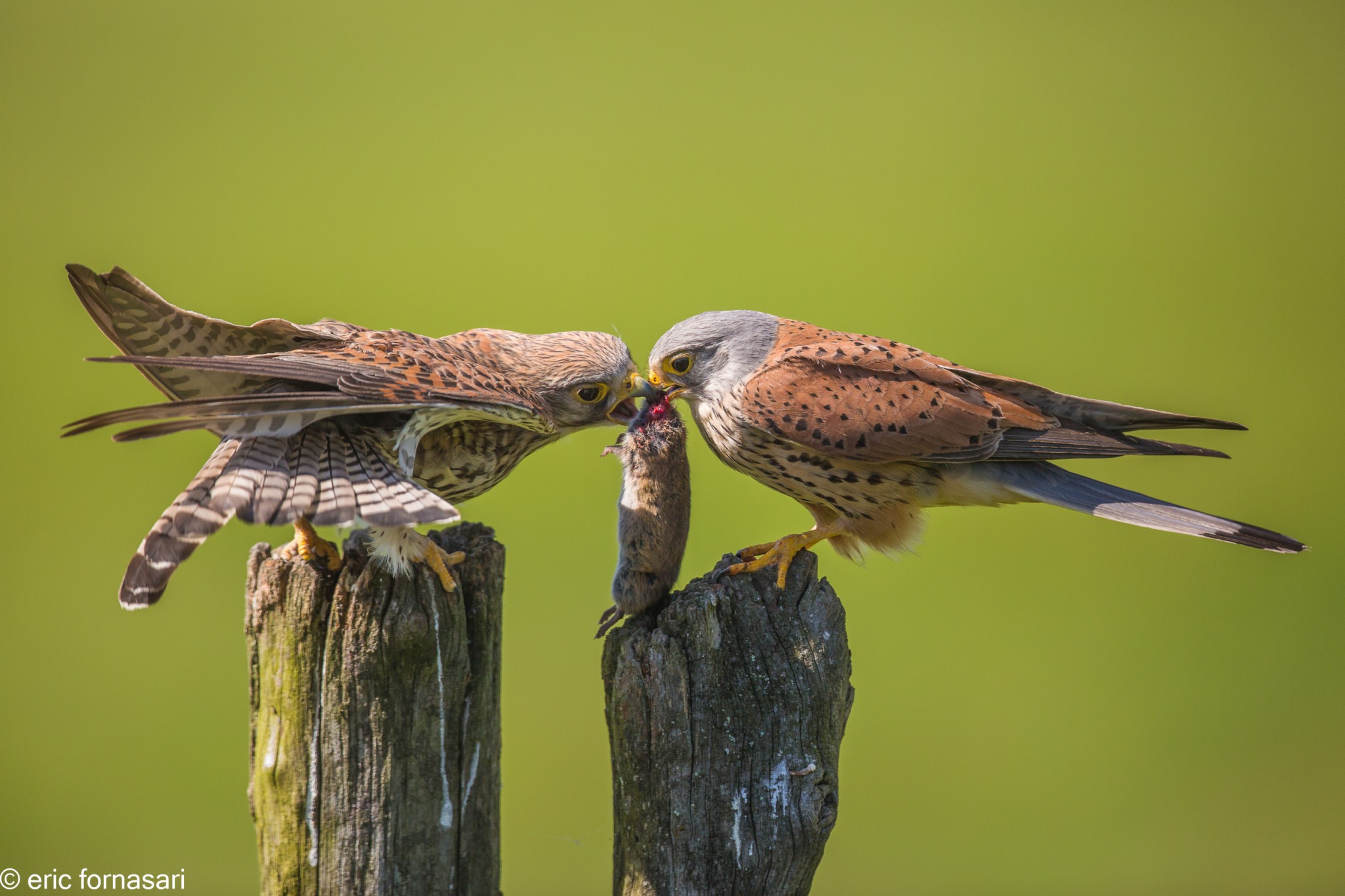 vendee-faucons-crecerelle-25-mai-2015-38.jpg