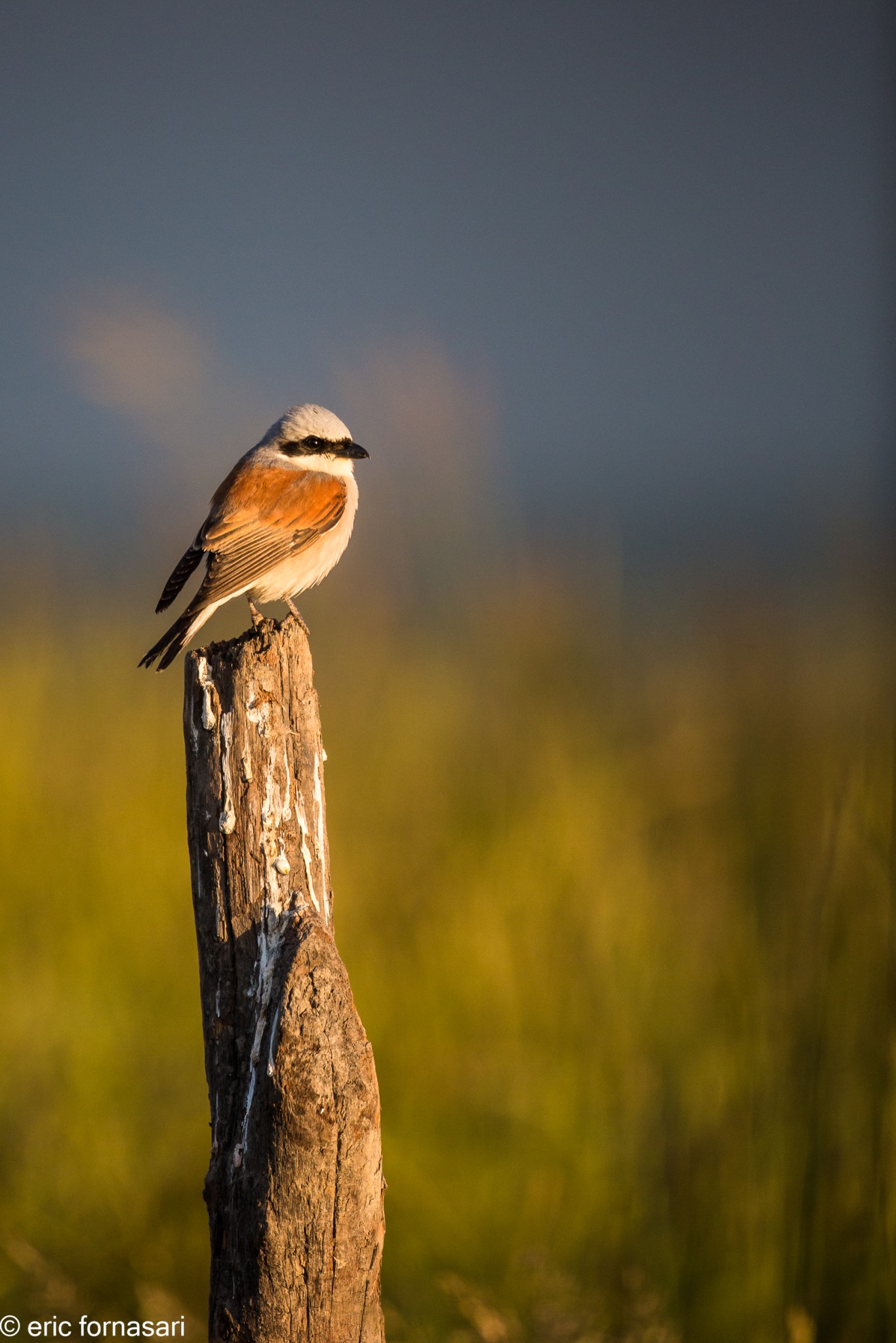 vendee-pie-grieche-23-mai-2015-05.jpg