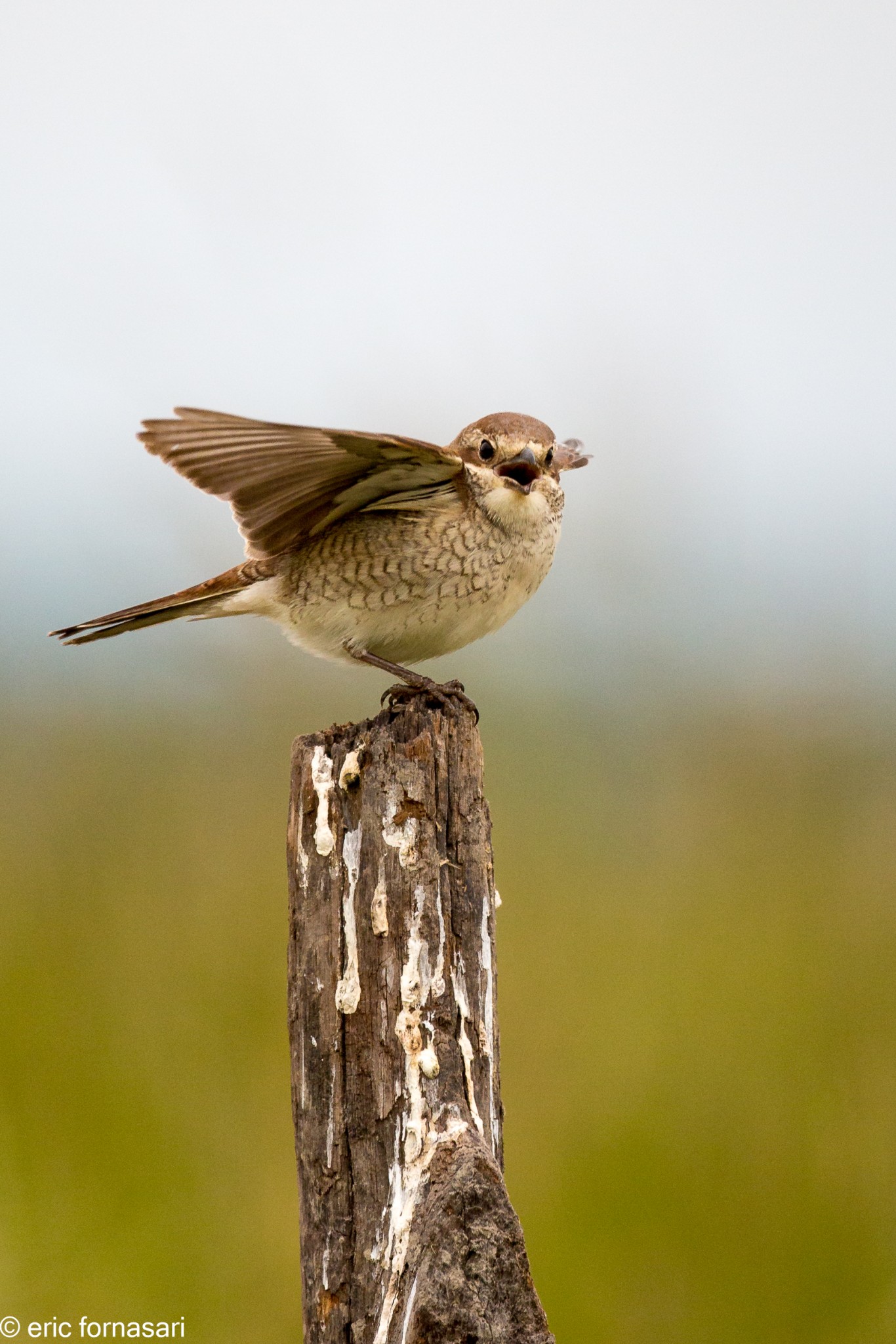 vendee-pie-grieche-23-mai-2015-14.jpg