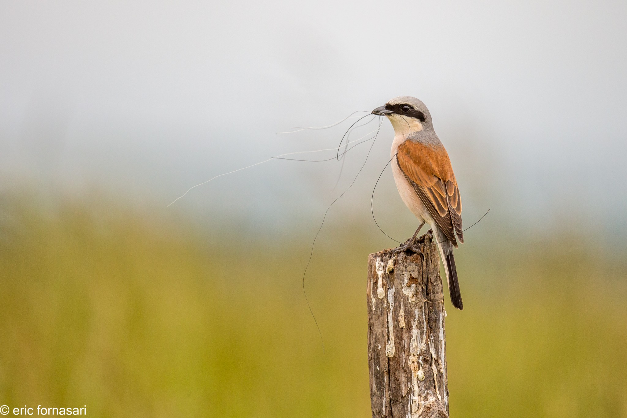 vendee-pie-grieche-23-mai-2015-16-1.jpg