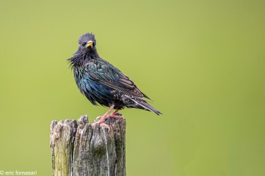 vendee-etourneaux-25-mai-2015-02-Modifier.jpg