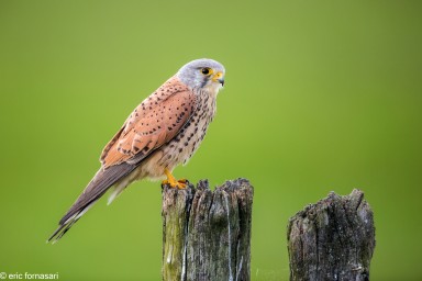 vendee-faucons-crecerelle-23-mai-2015-01.jpg