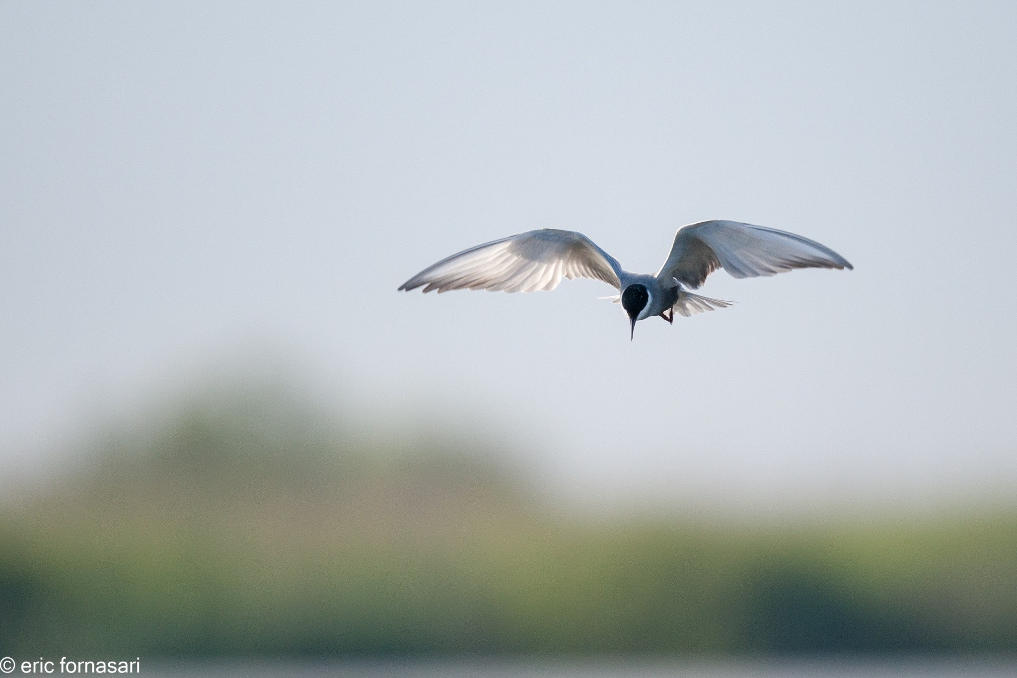 delta-danube-2014-114-8.jpg