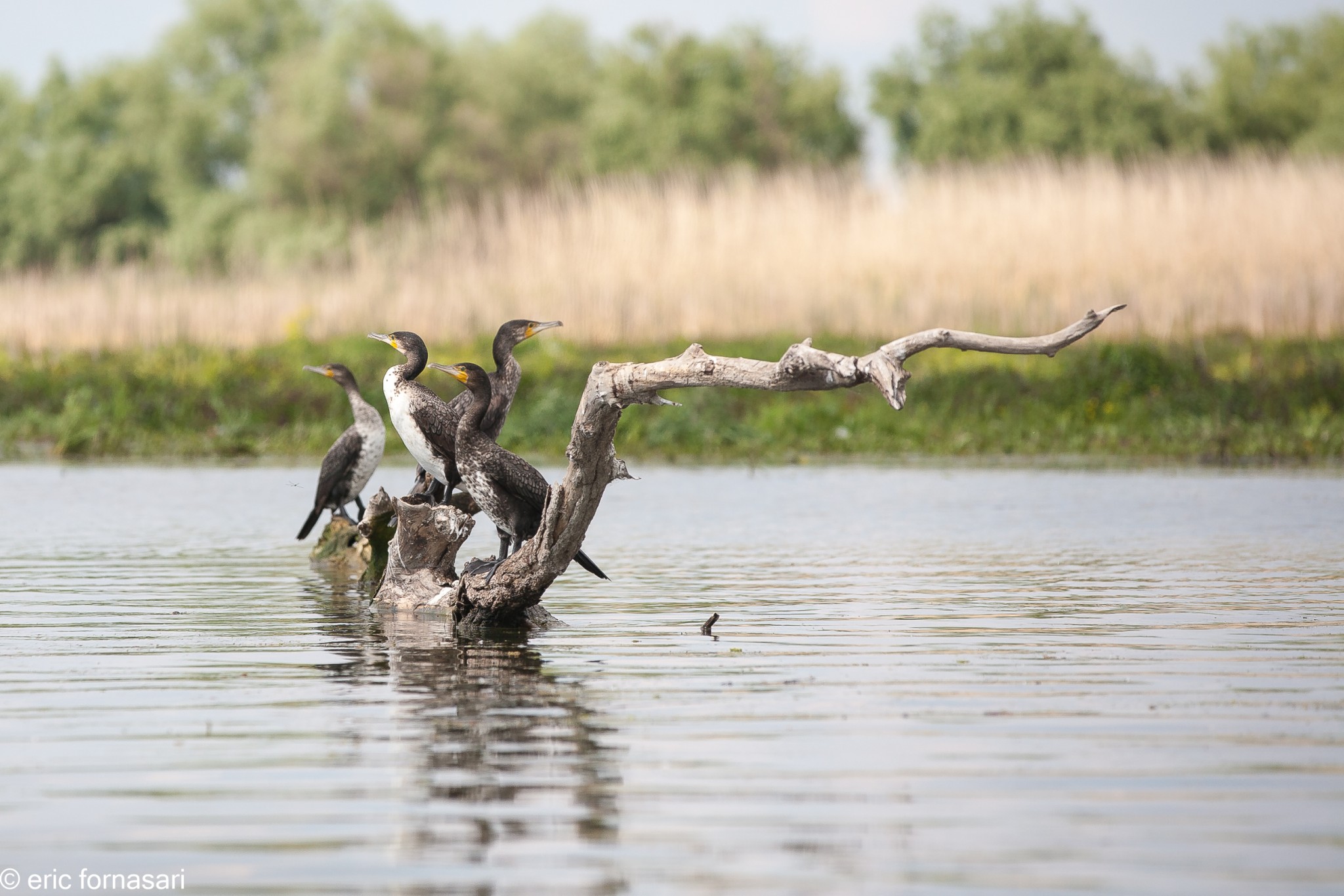 delta-danube-2014-215-15.jpg