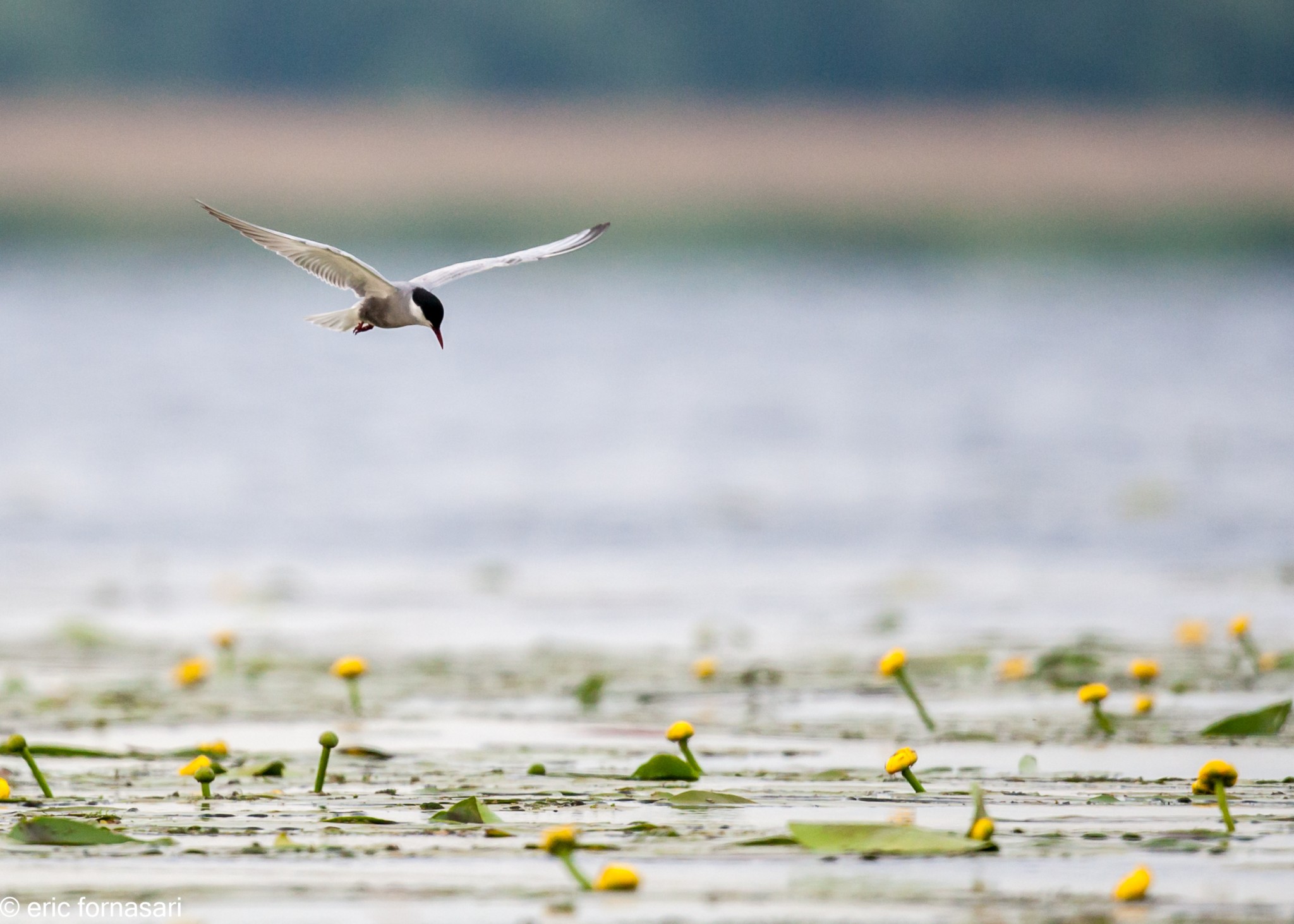 delta-danube-2014-303-37.jpg