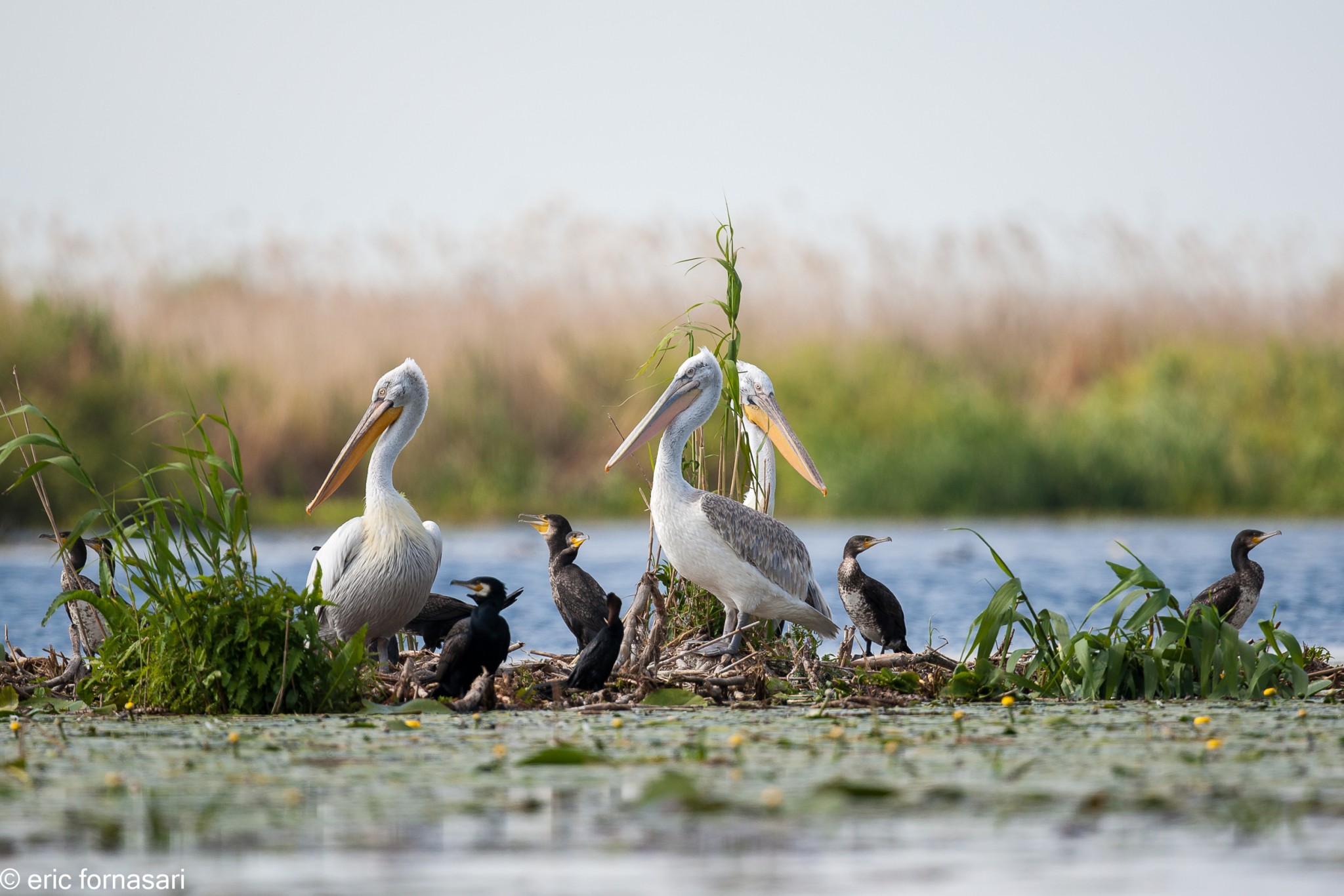 delta-danube-2014-371-18.jpg