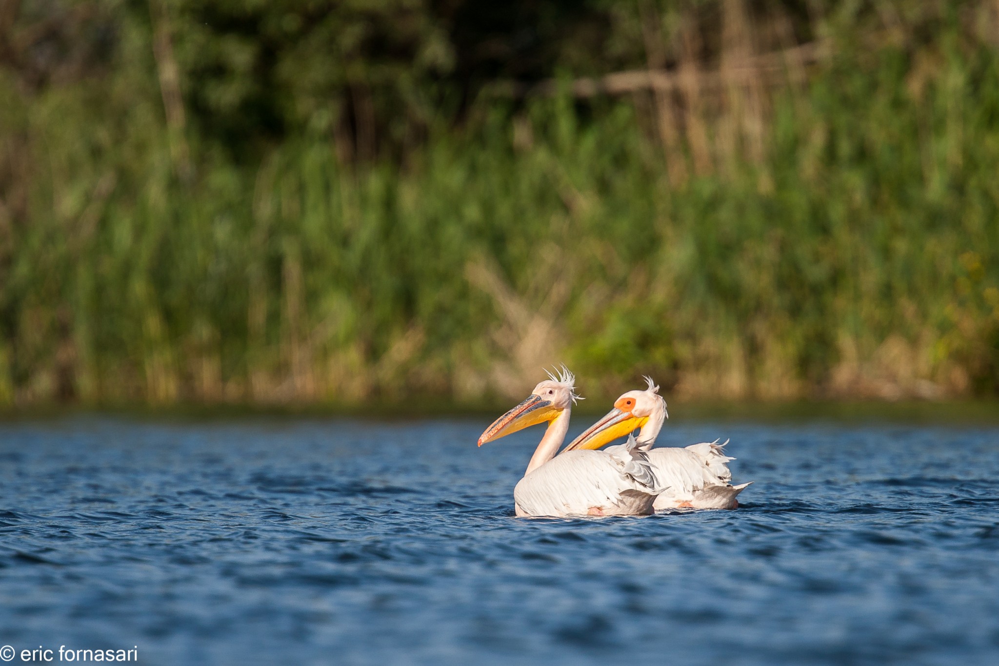 delta-danube-2014-398-20.jpg