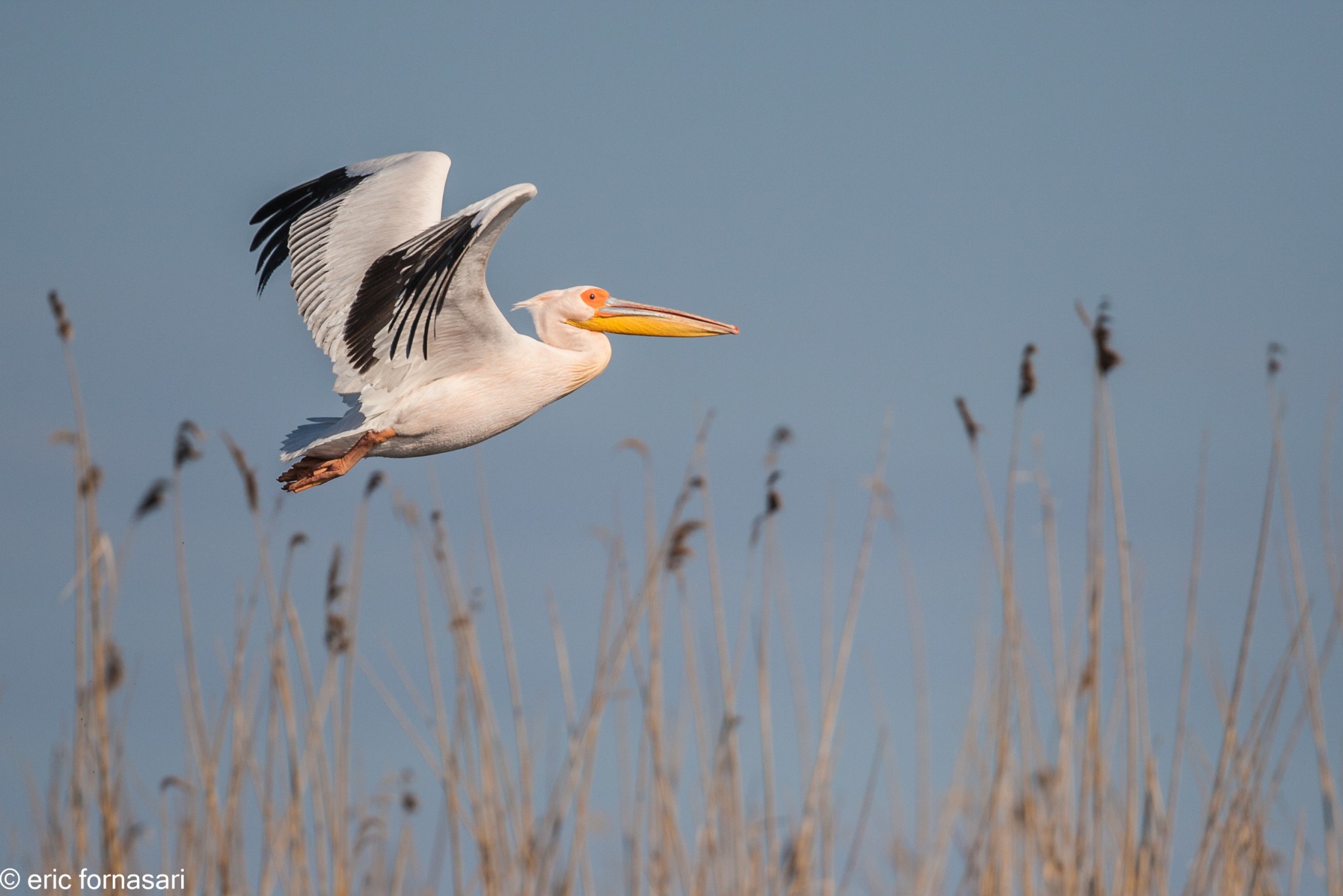delta-danube-2014-411-21.jpg