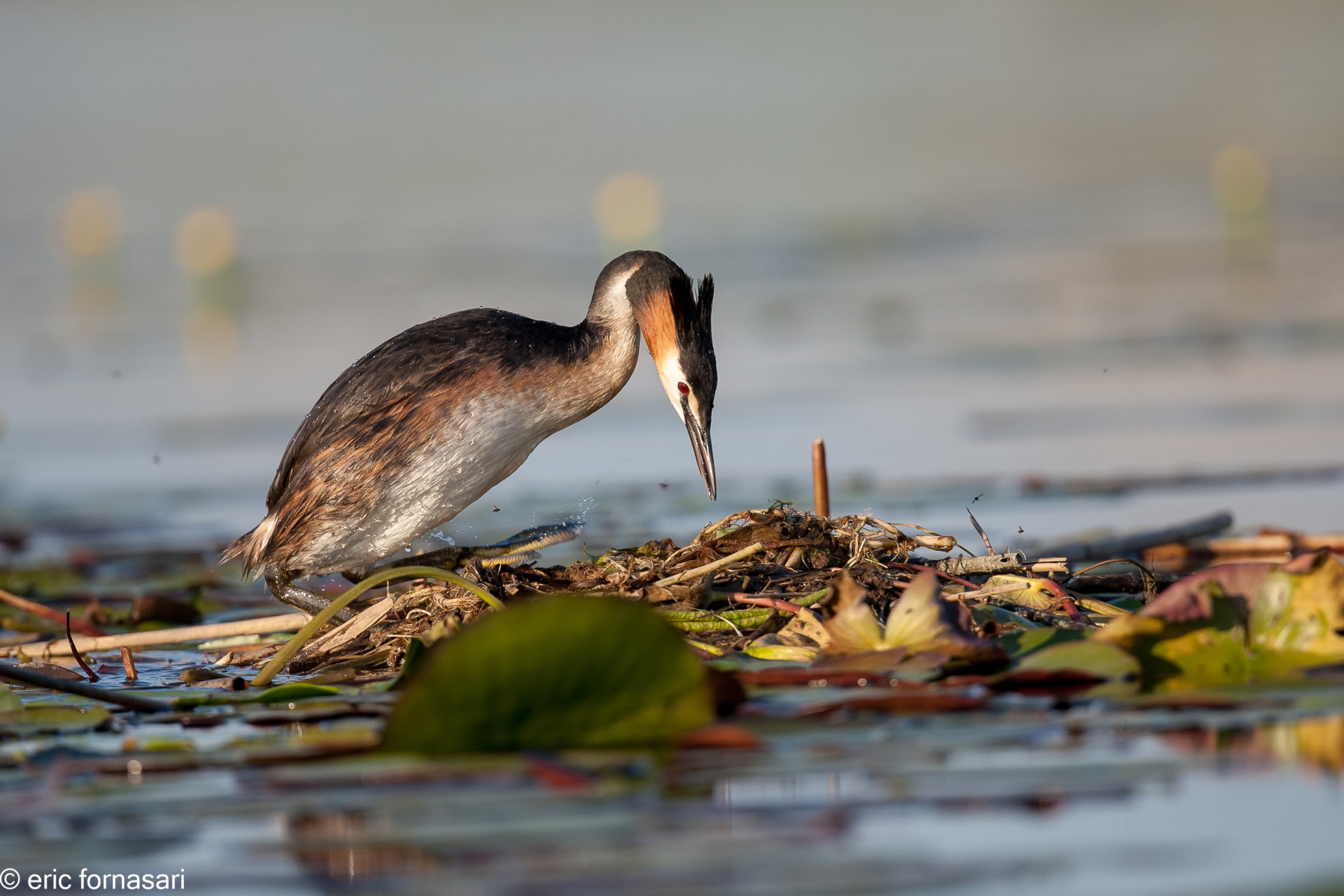 delta-danube-2014-537-25.jpg