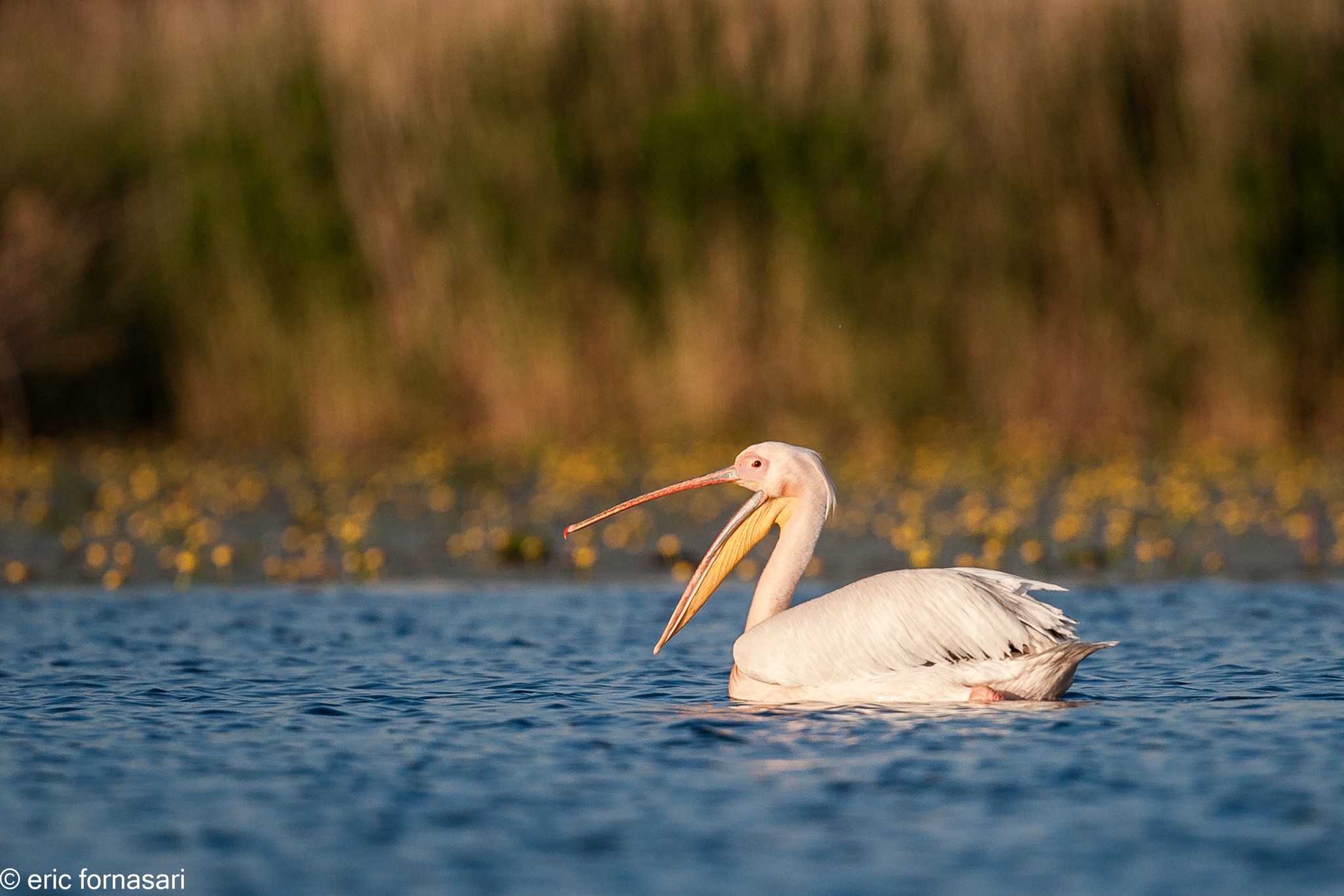 delta-danube-2014-550-26.jpg