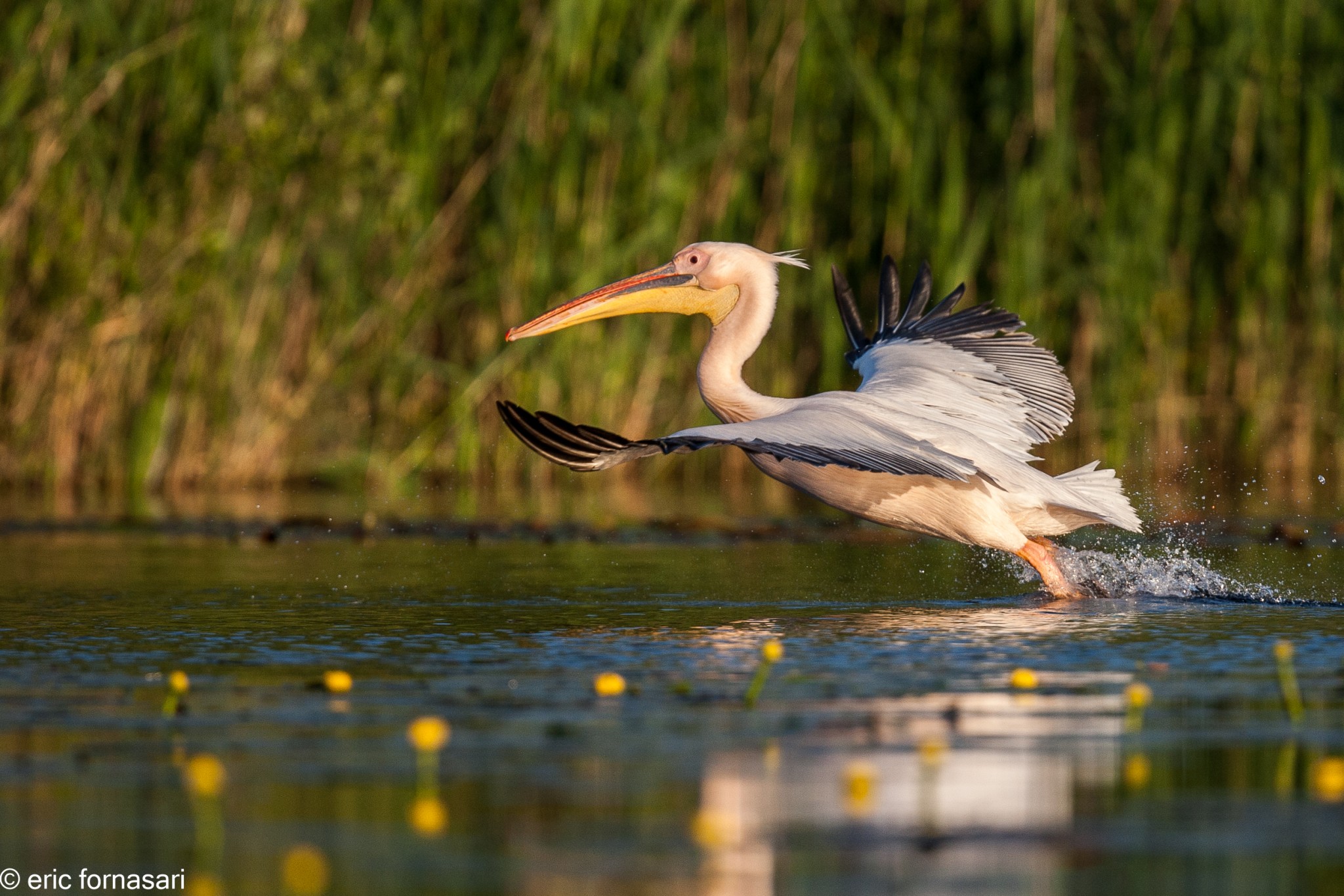 delta-danube-2014-568-27.jpg